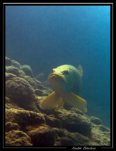 Brochet dans nos petit lac by André Bruchez 